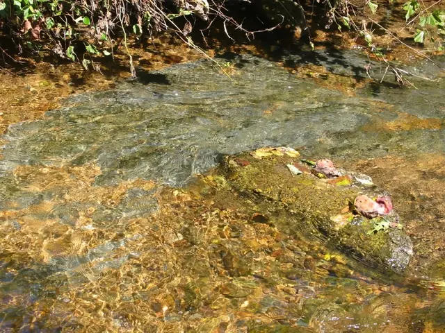 Limestone vein in Little Manatawny Creek east of DeTurk House (2009)